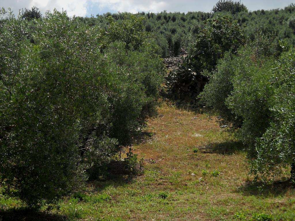 Agriturismo Casale Re Sonnino Phòng bức ảnh
